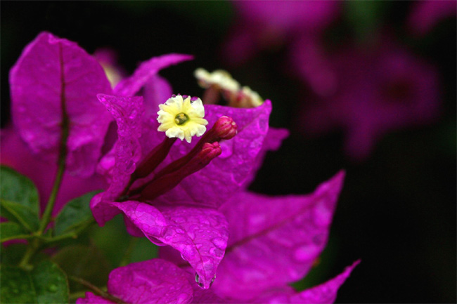 Bougainvillea.jpg