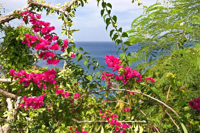 Bougainvillea01.jpg