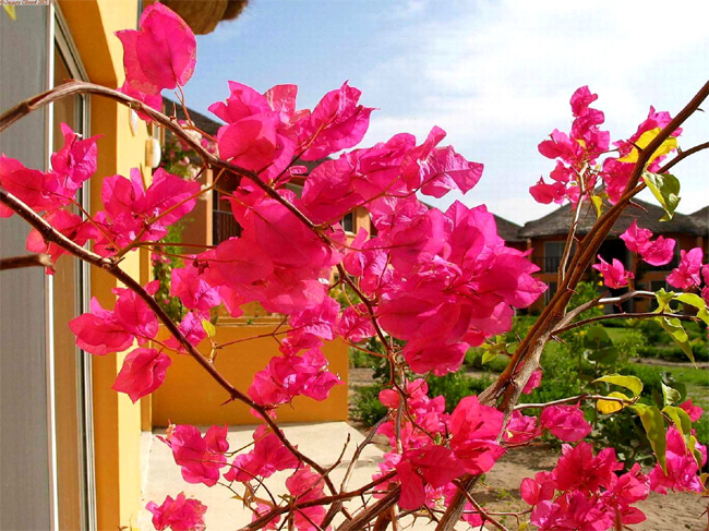 Bougainvillea02.jpg