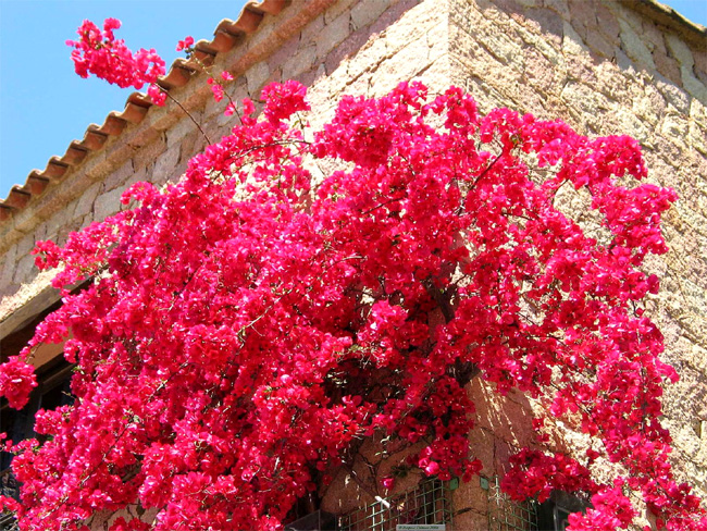 Bougainvillea04.jpg