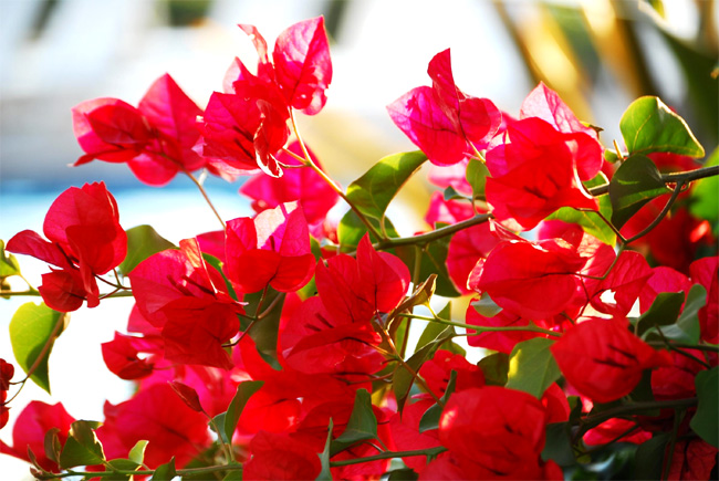 Bougainvillea05.jpg