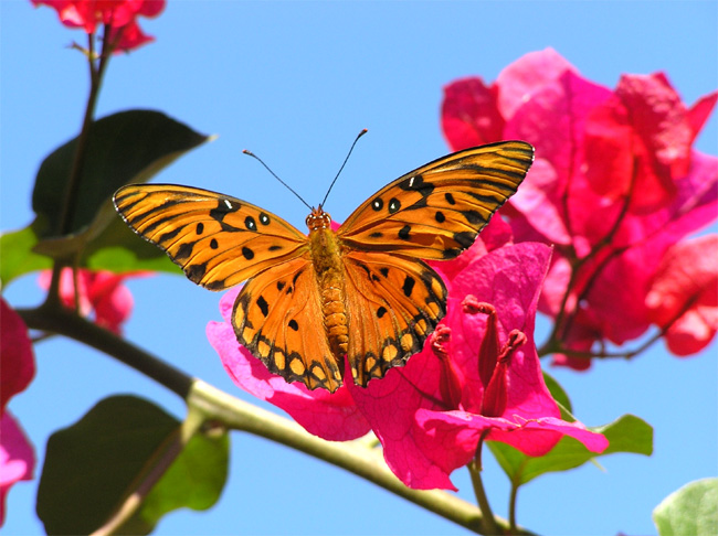 Bougainvillea06.jpg