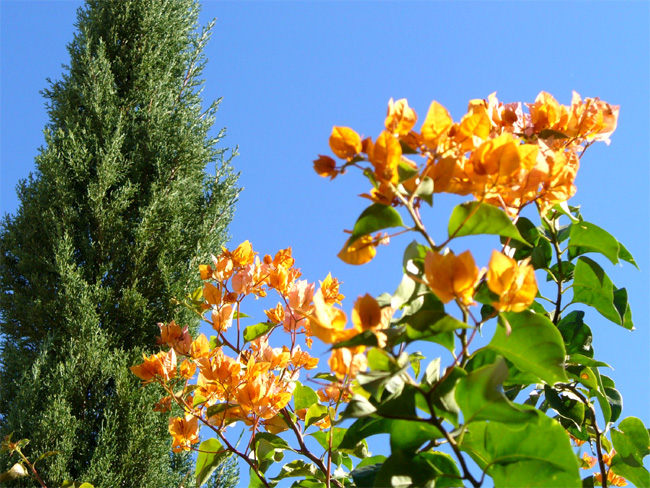 Bougainvillea11.jpg