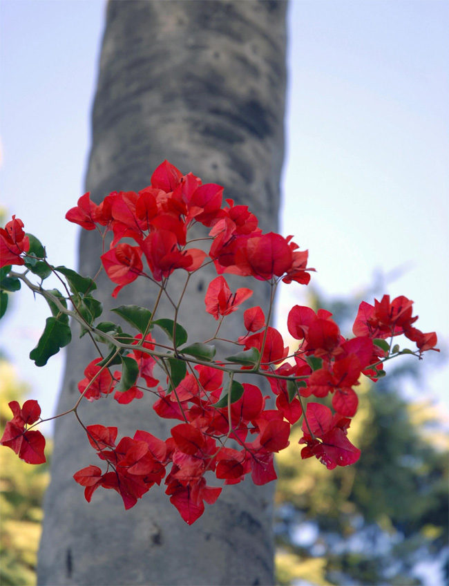 Bougainvillea13.jpg