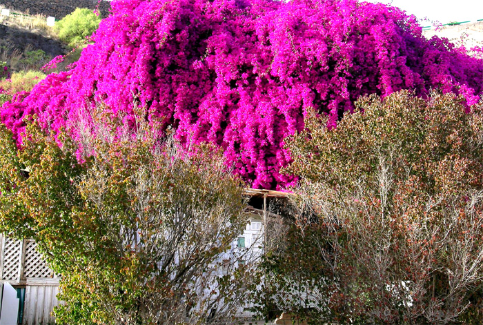 Bougainvillea14.jpg